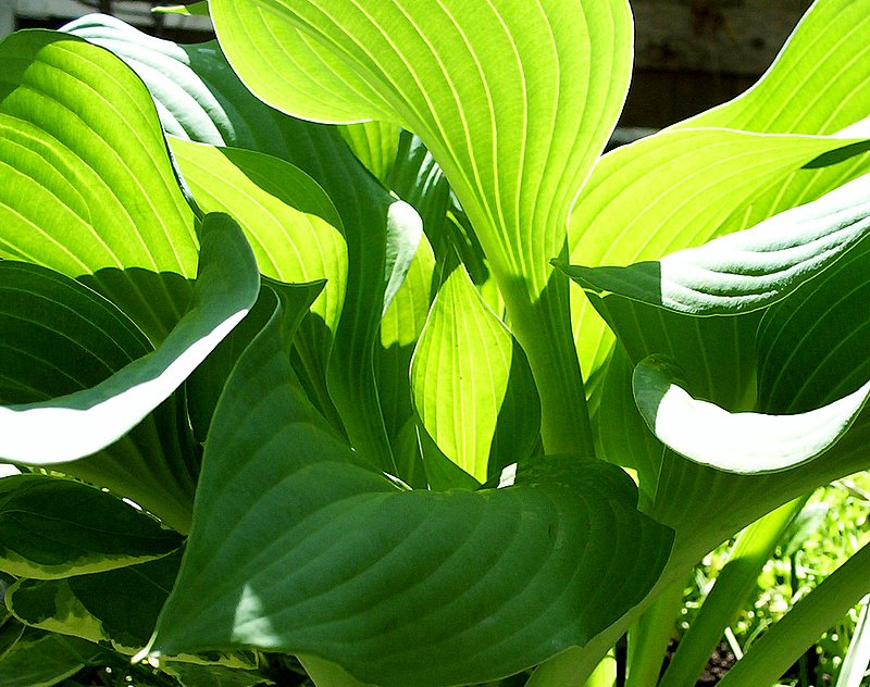 Hosta Light by Nancy Barkdull
