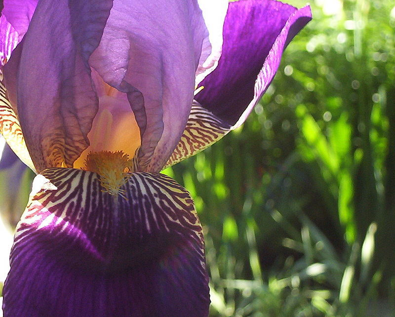 photograph copyright by Nanne Barkdull 2007