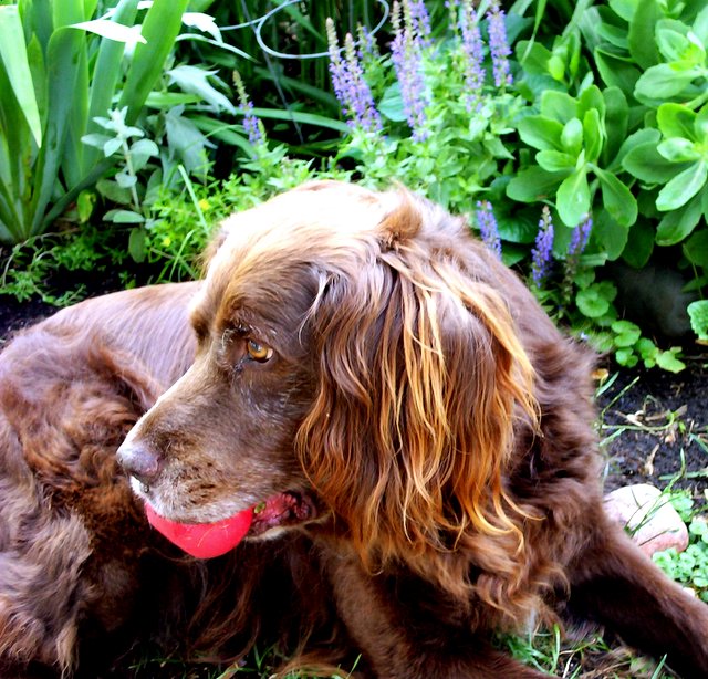 Molly in Garden photo by Nanne Barkdull