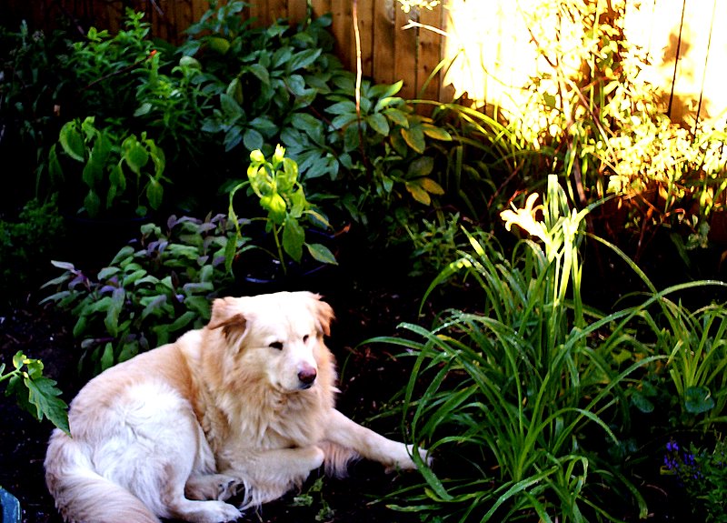 Beyzeng in Garden photo by Nanne Barkdull