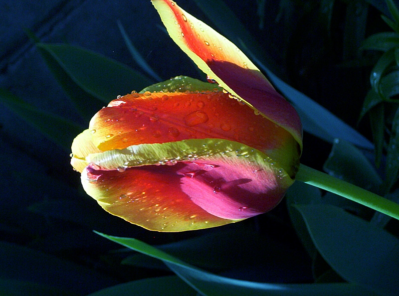 photograph copyright by Nanne Barkdull 2007