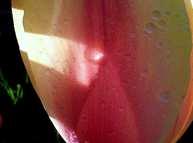 photograph copyright by Nanne Barkdull 2007