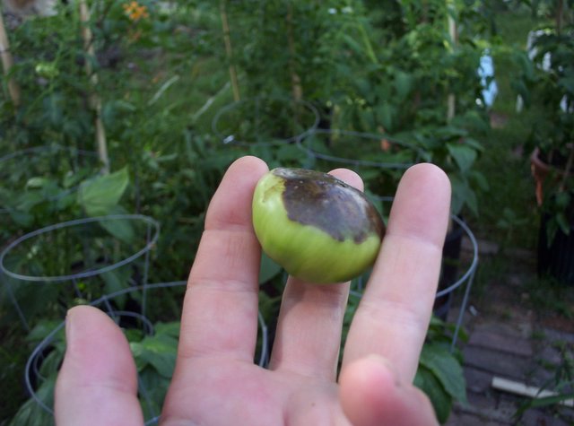 help! tomato question...... help! tomato question......