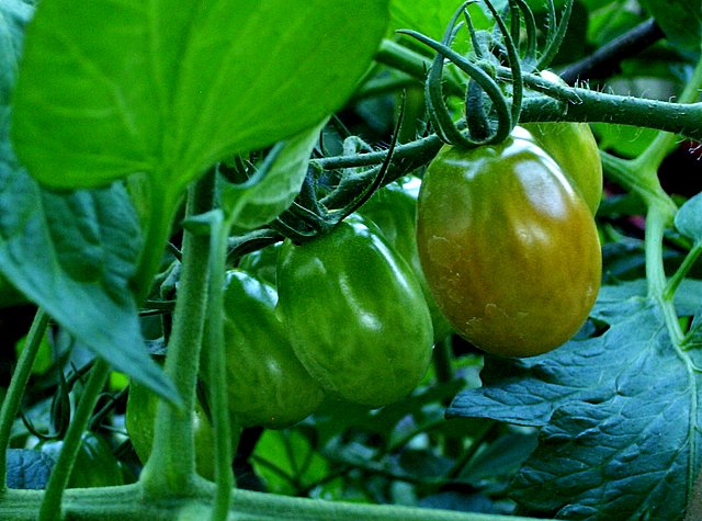grape tomatos......