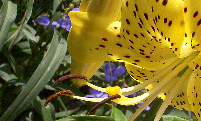 photograph copyright by Nanne Barkdull 2008