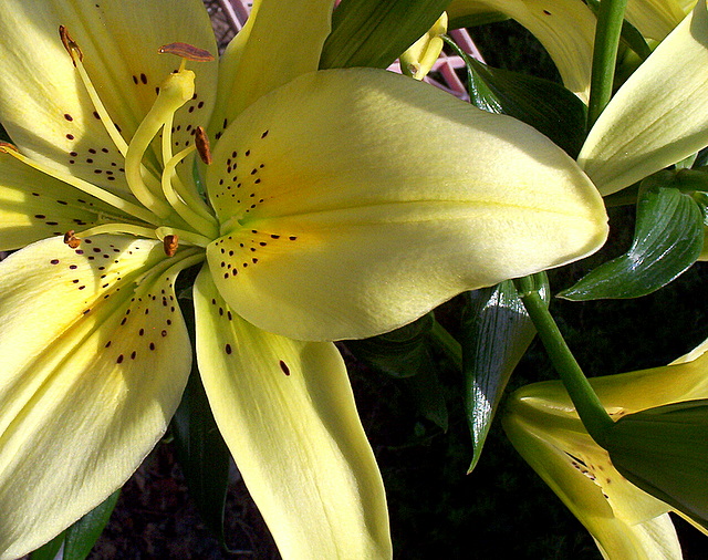 photograph copyright by Nanne Barkdull 2008