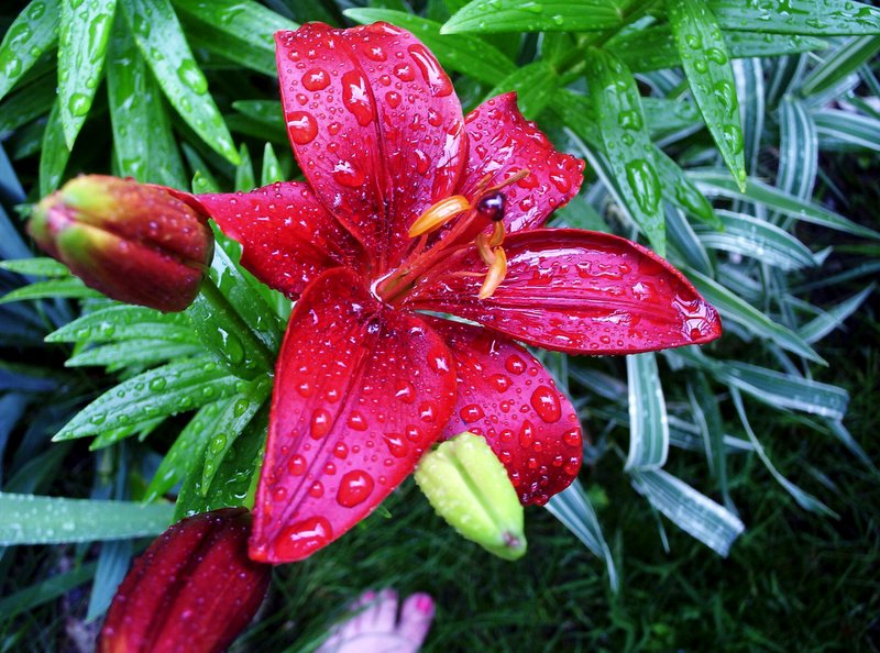 Red Lillies by Nanne Barkdull